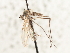  (Trichoclinocera rupestris - CNC DIPTERA 103562)  @13 [ ] CreativeCommons - Attribution (2011) CNC/CBG Photography Group Centre for Biodiversity Genomics