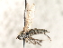  ( - CNC DIPTERA 103573)  @11 [ ] CreativeCommons - Attribution (2011) CNC/CBG Photography Group Centre for Biodiversity Genomics
