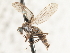  ( - CNC DIPTERA 103577)  @11 [ ] CreativeCommons - Attribution (2011) CNC/CBG Photography Group Centre for Biodiversity Genomics
