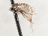  ( - CNC DIPTERA 103578)  @13 [ ] CreativeCommons - Attribution (2011) CNC/CBG Photography Group Centre for Biodiversity Genomics