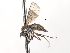  ( - CNC DIPTERA 103580)  @11 [ ] CreativeCommons - Attribution (2011) CNC/CBG Photography Group Centre for Biodiversity Genomics