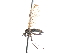  ( - CNC DIPTERA 103584)  @13 [ ] CreativeCommons - Attribution (2011) CNC/CBG Photography Group Centre for Biodiversity Genomics