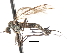  ( - CNC DIPTERA 103607)  @13 [ ] CreativeCommons - Attribution (2011) CNC/CBG Photography Group Centre for Biodiversity Genomics