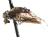  ( - CNC DIPTERA 103611)  @12 [ ] CreativeCommons - Attribution (2011) CNC/CBG Photography Group Centre for Biodiversity Genomics