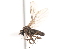  ( - CNC DIPTERA 103615)  @12 [ ] CreativeCommons - Attribution (2011) CNC/CBG Photography Group Centre for Biodiversity Genomics