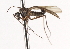  ( - CNC DIPTERA 103642)  @11 [ ] CreativeCommons - Attribution (2011) CNC/CBG Photography Group Centre for Biodiversity Genomics