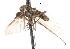 ( - CNC DIPTERA 103662)  @11 [ ] CreativeCommons - Attribution (2011) CNC/CBG Photography Group Centre for Biodiversity Genomics