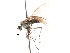  ( - CNC DIPTERA 103665)  @11 [ ] CreativeCommons - Attribution (2011) CNC/CBG Photography Group Centre for Biodiversity Genomics