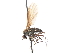  ( - CNC DIPTERA 103668)  @11 [ ] CreativeCommons - Attribution (2011) CNC/CBG Photography Group Centre for Biodiversity Genomics