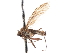  ( - CNC DIPTERA 103674)  @11 [ ] CreativeCommons - Attribution (2011) CNC/CBG Photography Group Centre for Biodiversity Genomics