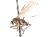  ( - CNC DIPTERA 103675)  @11 [ ] CreativeCommons - Attribution (2011) CNC/CBG Photography Group Centre for Biodiversity Genomics