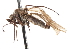  (Proclinopyga sp. 2 - CNC DIPTERA 103677)  @11 [ ] CreativeCommons - Attribution (2011) CNC/CBG Photography Group Centre for Biodiversity Genomics