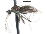  ( - CNC DIPTERA 103712)  @13 [ ] CreativeCommons - Attribution (2011) CNC/CBG Photography Group Centre for Biodiversity Genomics