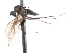  ( - CNC DIPTERA 103774)  @12 [ ] CreativeCommons - Attribution (2011) CNC/CBG Photography Group Centre for Biodiversity Genomics