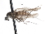  ( - CNC DIPTERA 103787)  @11 [ ] CreativeCommons - Attribution (2011) CNC/CBG Photography Group Centre for Biodiversity Genomics