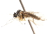  ( - CNC DIPTERA 103875)  @12 [ ] CreativeCommons - Attribution (2011) CNC/CBG Photography Group Centre for Biodiversity Genomics