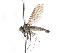  ( - CNC DIPTERA 103883)  @13 [ ] CreativeCommons - Attribution (2011) CNC/CBG Photography Group Centre for Biodiversity Genomics