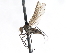  ( - CNC DIPTERA 103884)  @13 [ ] CreativeCommons - Attribution (2011) CNC/CBG Photography Group Centre for Biodiversity Genomics