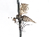  ( - CNC DIPTERA 103885)  @13 [ ] CreativeCommons - Attribution (2011) CNC/CBG Photography Group Centre for Biodiversity Genomics