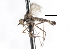  ( - CNC DIPTERA 103886)  @11 [ ] CreativeCommons - Attribution (2011) CNC/CBG Photography Group Centre for Biodiversity Genomics