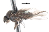  ( - CNC DIPTERA 105299)  @12 [ ] CreativeCommons - Attribution (2011) CNC/CBG Photography Group Centre for Biodiversity Genomics
