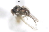  ( - CNC DIPTERA 105320)  @12 [ ] CreativeCommons - Attribution (2011) CNC/CBG Photography Group Centre for Biodiversity Genomics