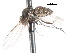  ( - CNC DIPTERA 105321)  @12 [ ] CreativeCommons - Attribution (2011) CNC/CBG Photography Group Centre for Biodiversity Genomics