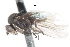  ( - CNC DIPTERA 105323)  @12 [ ] CreativeCommons - Attribution (2011) CNC/CBG Photography Group Centre for Biodiversity Genomics