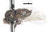  ( - CNC DIPTERA 105324)  @12 [ ] CreativeCommons - Attribution (2011) CNC/CBG Photography Group Centre for Biodiversity Genomics