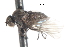  ( - CNC DIPTERA 105325)  @12 [ ] CreativeCommons - Attribution (2011) CNC/CBG Photography Group Centre for Biodiversity Genomics