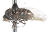  (Microphorella sp. S - CNC DIPTERA 105332)  @13 [ ] CreativeCommons - Attribution (2011) CNC/CBG Photography Group Centre for Biodiversity Genomics
