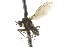  ( - CNC DIPTERA 105341)  @12 [ ] CreativeCommons - Attribution (2011) CNC/CBG Photography Group Centre for Biodiversity Genomics