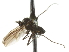  ( - CNC DIPTERA 105342)  @12 [ ] CreativeCommons - Attribution (2011) CNC/CBG Photography Group Centre for Biodiversity Genomics