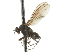  (Paraphrosylus praedator - CNC DIPTERA 105343)  @13 [ ] CreativeCommons - Attribution (2011) CNC/CBG Photography Group Centre for Biodiversity Genomics