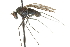  ( - CNC DIPTERA 105344)  @12 [ ] CreativeCommons - Attribution (2011) CNC/CBG Photography Group Centre for Biodiversity Genomics