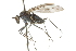  (Paraphrosylus tenuipes - CNC DIPTERA 105345)  @13 [ ] CreativeCommons - Attribution (2011) CNC/CBG Photography Group Centre for Biodiversity Genomics
