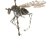 ( - CNC DIPTERA 105346)  @13 [ ] CreativeCommons - Attribution (2011) CNC/CBG Photography Group Centre for Biodiversity Genomics