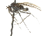  ( - CNC DIPTERA 105347)  @13 [ ] CreativeCommons - Attribution (2011) CNC/CBG Photography Group Centre for Biodiversity Genomics