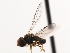  ( - CNC DIPTERA 10181)  @12 [ ] CreativeCommons - Attribution (2011) CNC/CBG Photography Group Centre for Biodiversity Genomics