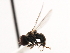  ( - CNC DIPTERA 10185)  @12 [ ] CreativeCommons - Attribution (2011) CNC/CBG Photography Group Centre for Biodiversity Genomics