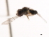  ( - CNC DIPTERA 10202)  @12 [ ] CreativeCommons - Attribution (2011) CNC/CBG Photography Group Centre for Biodiversity Genomics