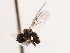  ( - CNC DIPTERA 10210)  @13 [ ] CreativeCommons - Attribution (2011) CNC/CBG Photography Group Centre for Biodiversity Genomics