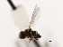  ( - CNC DIPTERA 10212)  @12 [ ] CreativeCommons - Attribution (2011) CNC/CBG Photography Group Centre for Biodiversity Genomics