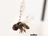  ( - CNC DIPTERA 10297)  @12 [ ] CreativeCommons - Attribution (2011) CNC/CBG Photography Group Centre for Biodiversity Genomics