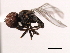  ( - CNC DIPTERA 10386)  @13 [ ] CreativeCommons - Attribution (2011) CNC/CBG Photography Group Centre for Biodiversity Genomics