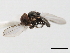  (Chalarus sp. USA1 - CNC DIPTERA 10411)  @11 [ ] CreativeCommons - Attribution (2011) CNC/CBG Photography Group Centre for Biodiversity Genomics