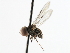  ( - CNC DIPTERA 106214)  @13 [ ] CreativeCommons - Attribution (2011) CNC/CBG Photography Group Centre for Biodiversity Genomics