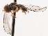  ( - CNC DIPTERA 106220)  @12 [ ] CreativeCommons - Attribution (2011) CNC/CBG Photography Group Centre for Biodiversity Genomics