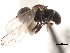  ( - CNC DIPTERA 106232)  @12 [ ] CreativeCommons - Attribution (2011) CNC/CBG Photography Group Centre for Biodiversity Genomics
