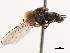  (Elmohardyia sp. AZ5 - CNC DIPTERA 106234)  @14 [ ] CreativeCommons - Attribution (2011) CNC/CBG Photography Group Centre for Biodiversity Genomics